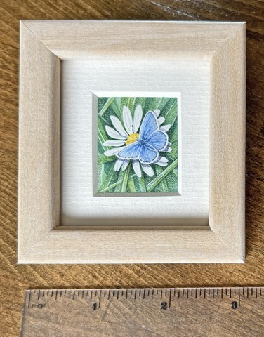 Common Blue by Jenny Musker VPRMS