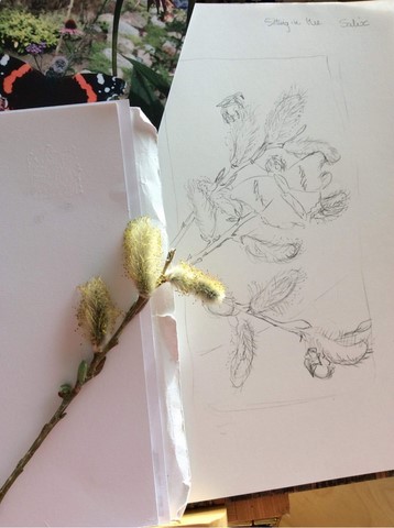 Preliminary sketch of Salix